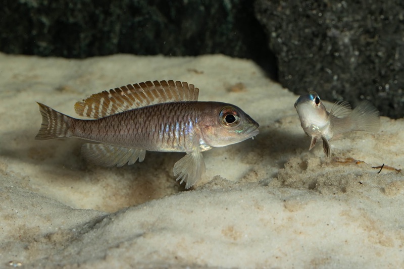 Lamprologus laparogramma 'Namansi'